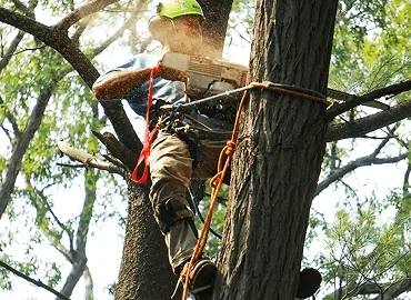 How To Choose The Right Tree Removal Company