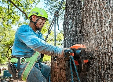 Eco-Friendly Tree Removal Practices You Should Know